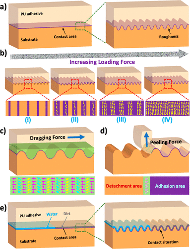 Reprinted with permission from Ming Li et al. 2021 A tough reversible biomimetic transparent adhesive tape with pressure sensitive and wet cleaning properties. ACS Nano. American Chemical Society. - (a) Schematic showing the difference between joining to a flat or rough solid surface. (b) Schematic showing the evolution of the contact situation on a rough surface as a function of the joining force. States I–IV show the applied force enhanced gradually. The yellow dots represent the micro/nanopores that generate the negative pressure. (c and d) Resistance force on the contacting area when testing static adhesion strength and 180° peeling force, respectively. (e) Real contact situation between the PU adhesive and solid surfaces contaminated by dirt or liquid.