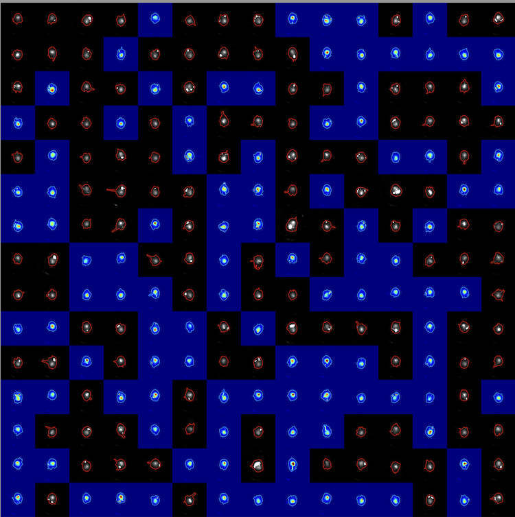 Melt Pool Pac Man - Felicity Freeman and Ben Thomas - Photo montage of images from a BeAM Magic 2.0 Directed Energy Deposition build using gas-atomised 316L steel powder. The images, collected by a coaxial optical camera, are live processed by a closed-loop control algorithm, which uses selection criteria based on skewness and circularity to screen out images with spatter. Images which passed are shown in false colour; images which failed are shown in grayscale with the melt pool boundary contour superimposed.